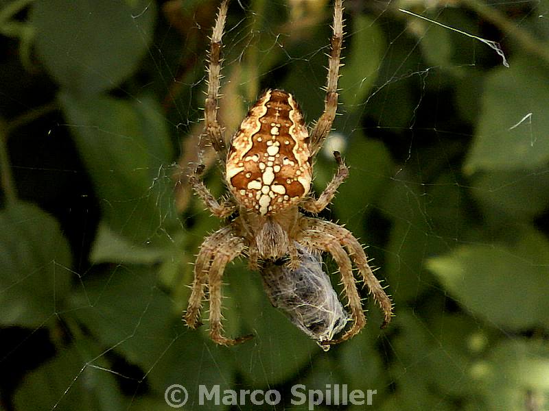 Araneus diadematus - Val d''Assa (VI)